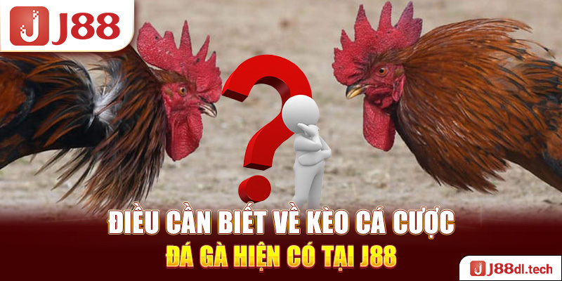 Điều cần biết về kèo cá cược đá gà hiện có tại J88